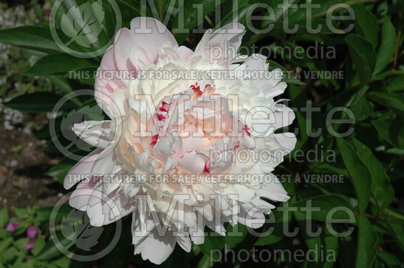 Paeonia Chestine Gowdy (Peony) 1 