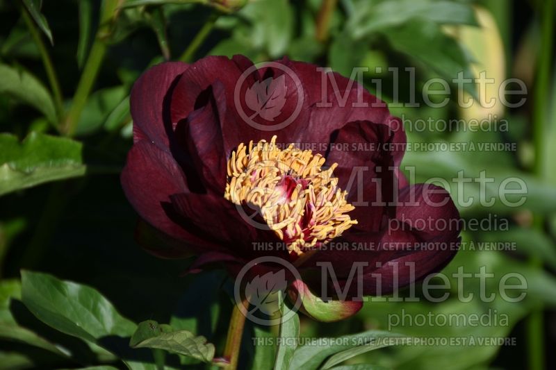 Paeonia Chocolate Soldier (Peony) 1 