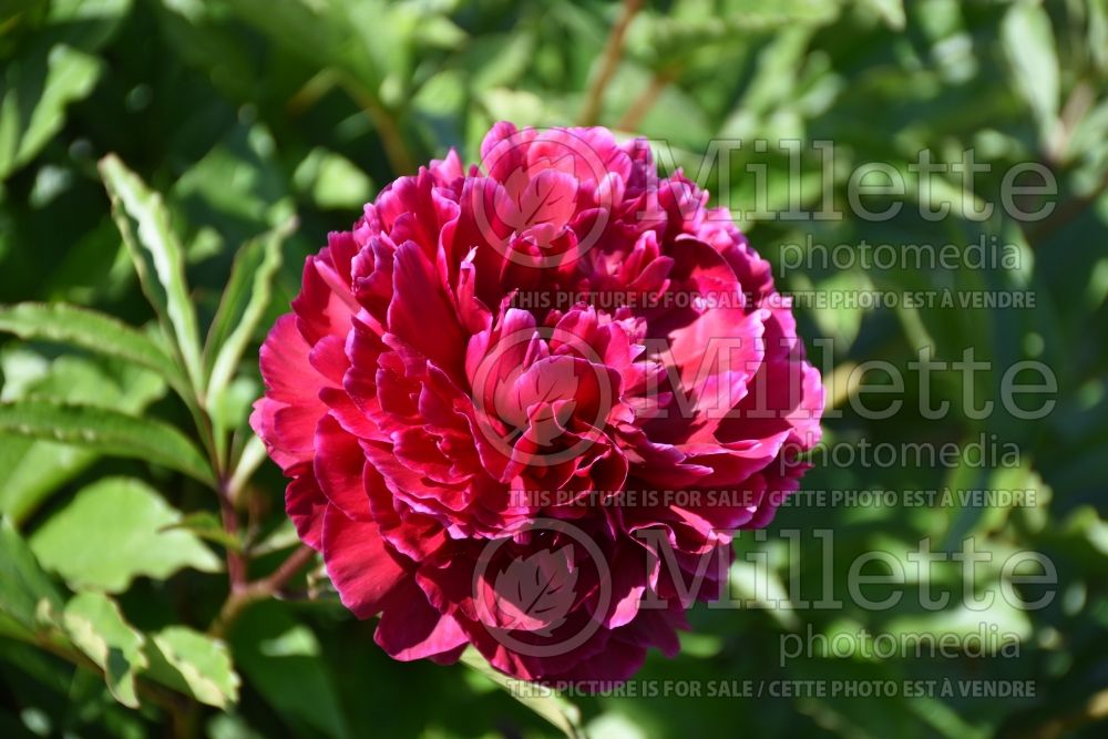 Paeonia Cinnabar Red aka Zhu Sha Pan (Peony) 1 