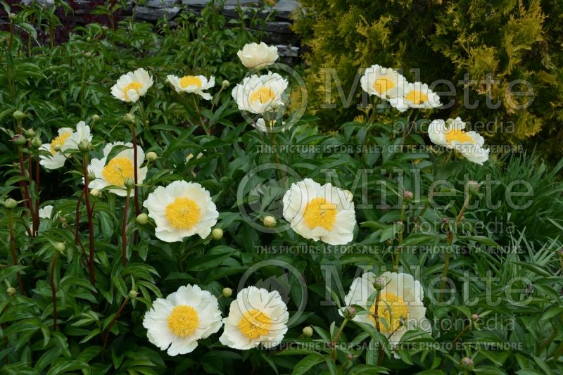 Paeonia Claire de Lune (Peony) 3 