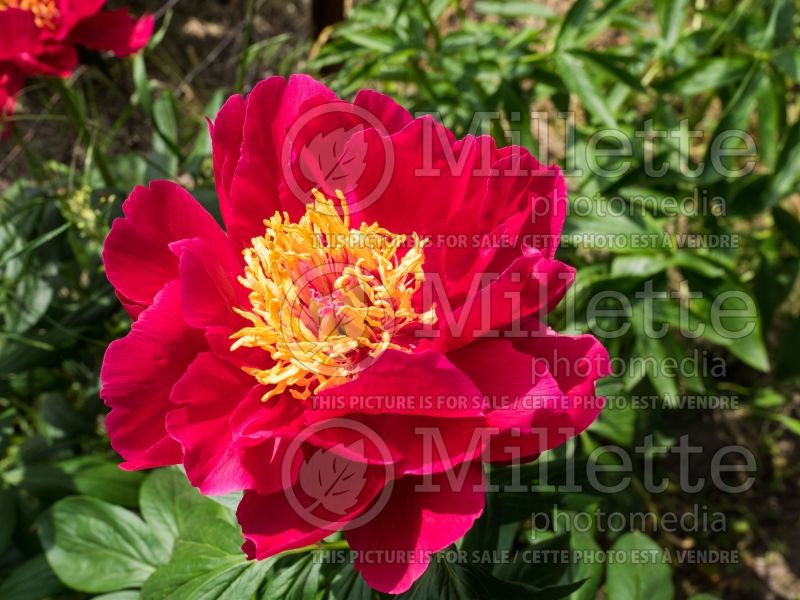 Paeonia Comanche (Peony) 1 