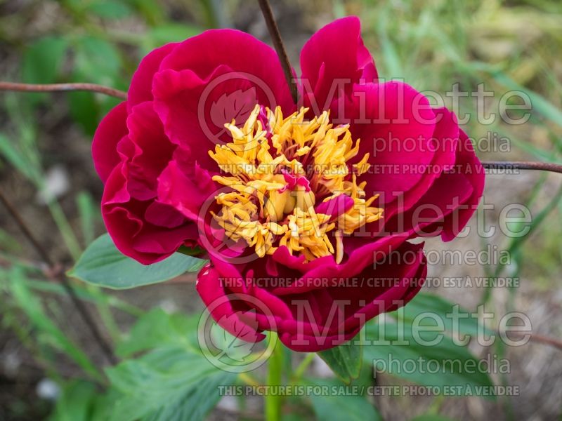 Paeonia Comanche (Peony) 2 