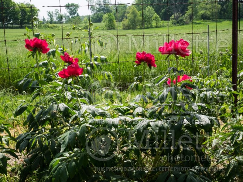 Paeonia Comanche (Peony) 3 