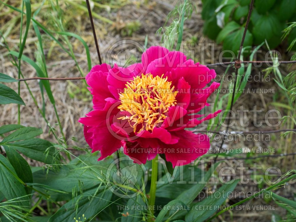 Paeonia Comanche (Peony) 4 