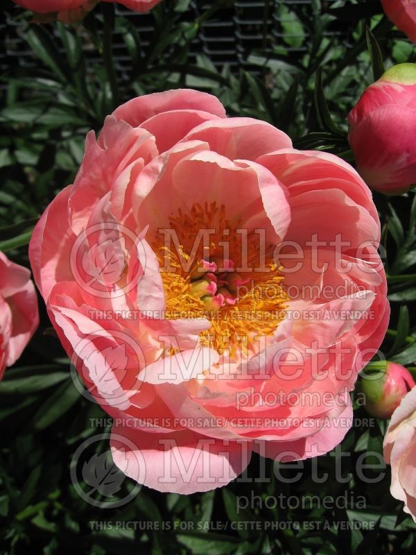 Paeonia Coral Charm (Peony) 4 