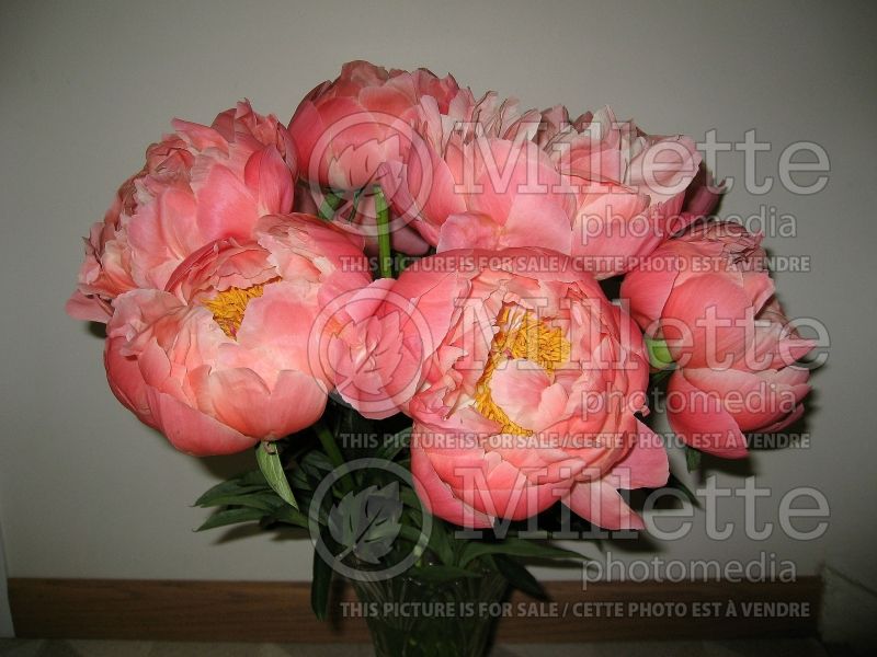 Paeonia Coral Charm (Peony) 3 