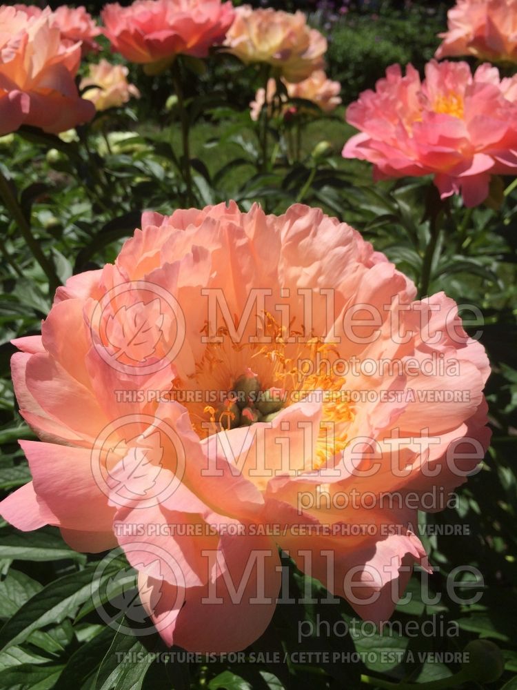 Paeonia Coral Charm (Peony) 10 