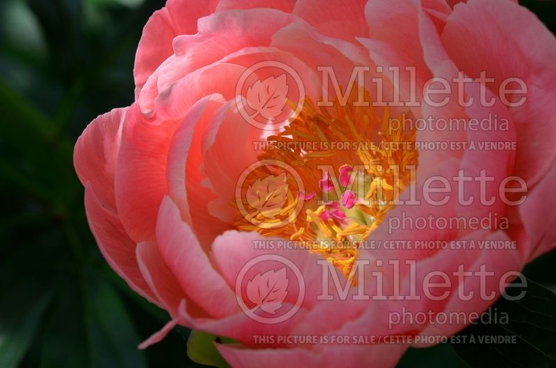 Paeonia Coral Charm (Peony) 9 