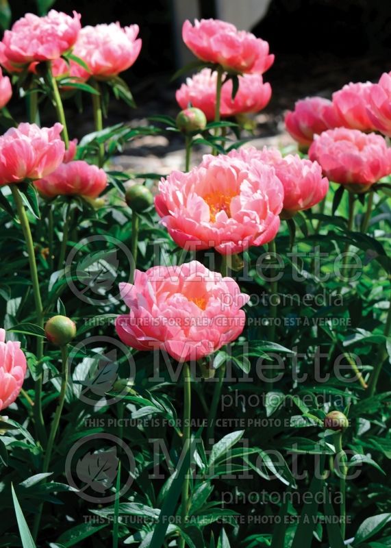 Paeonia Coral Charm (Peony) 11 