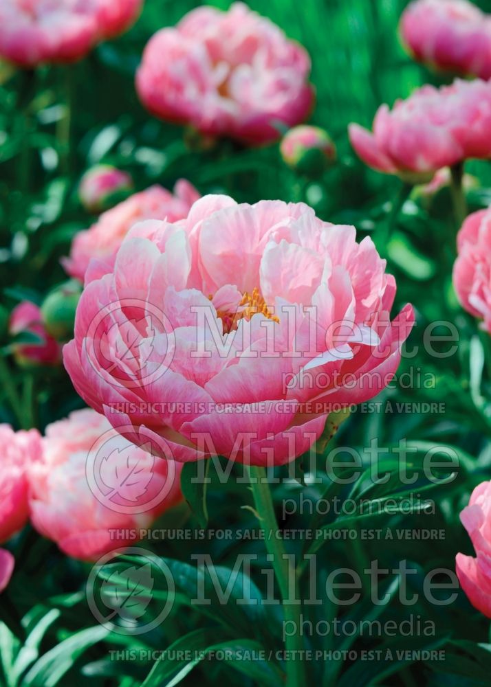 Paeonia Coral Charm (Peony) 12 