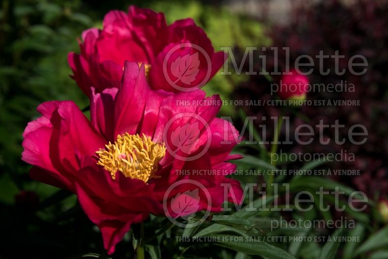 Paeonia Coral Fay (Peony) 1 