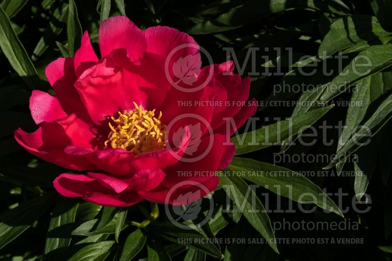 Paeonia Coral Fay (Peony) 2 