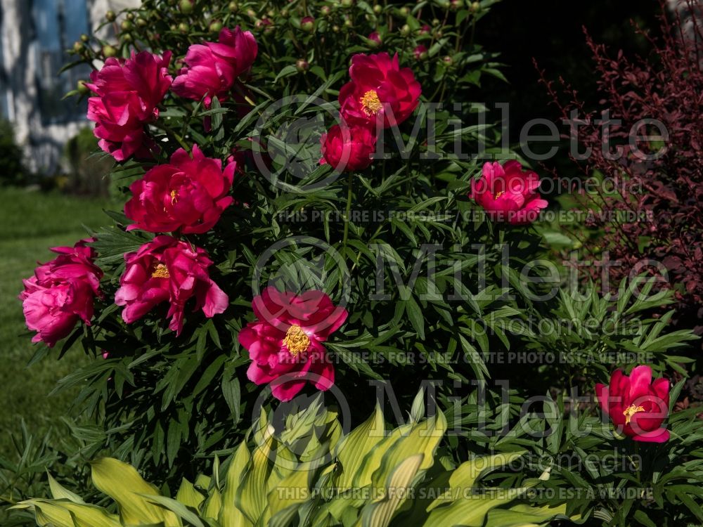 Paeonia Coral Fay (Peony) 3 