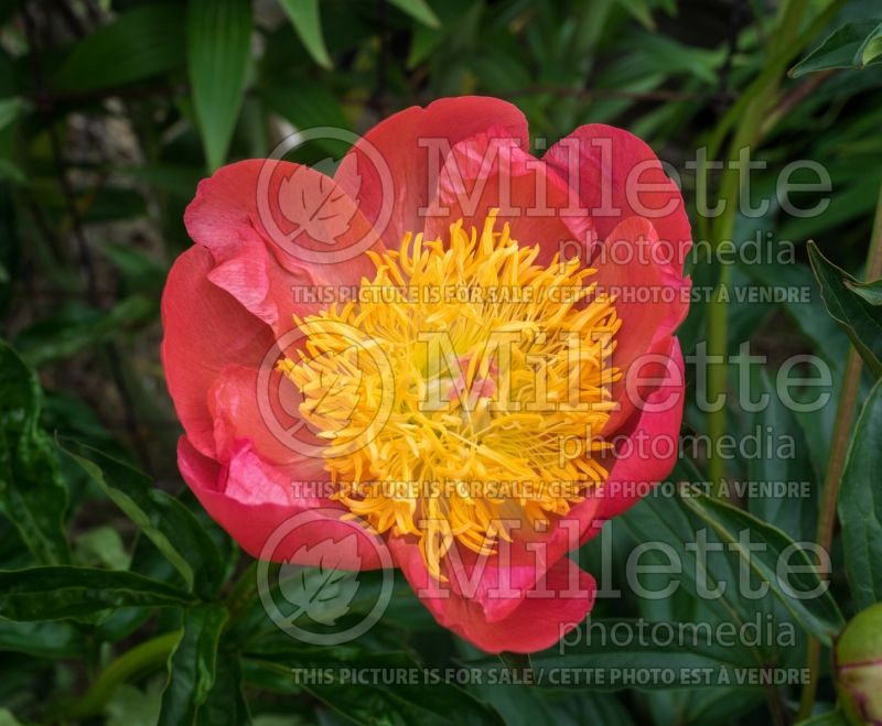 Paeonia Coral n' Gold (Peony) 3 