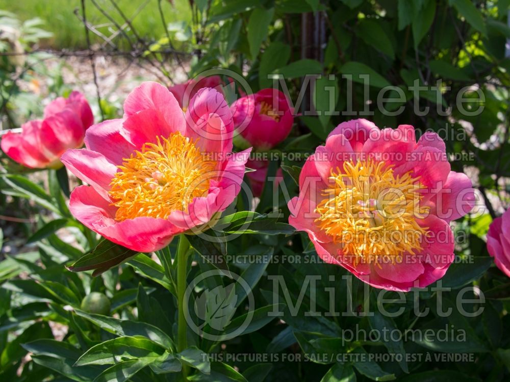 Paeonia Coral n' Gold (Peony) 7 