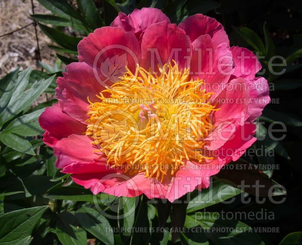 Paeonia Coral n' Gold (Peony) 4 