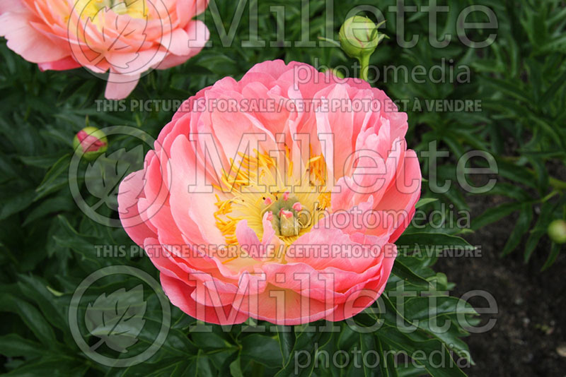 Paeonia Coral Sunset (Peony) 1 