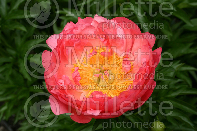 Paeonia Coral Sunset (Peony) 2 