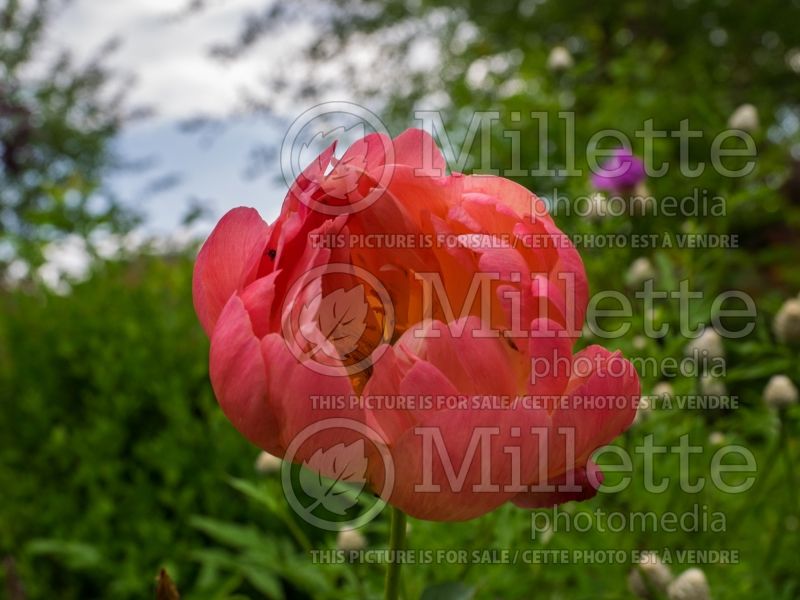 Paeonia Coral Sunset (Peony) 5 