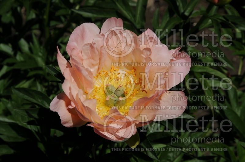 Paeonia Coral Sunset (Peony) 7