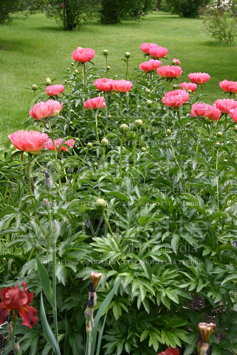 Paeonia Coral Sunset (Peony) 3 