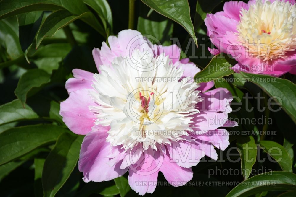 Paeonia Cora Stubbs (Peony) 1 