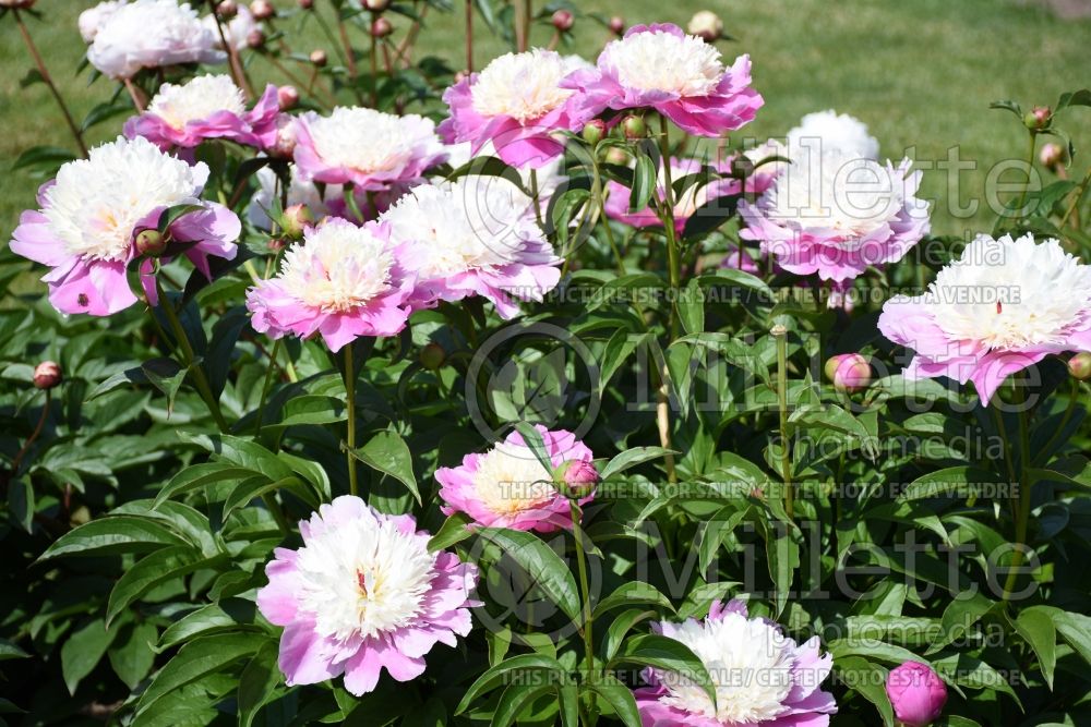 Paeonia Cora Stubbs (Peony) 2 