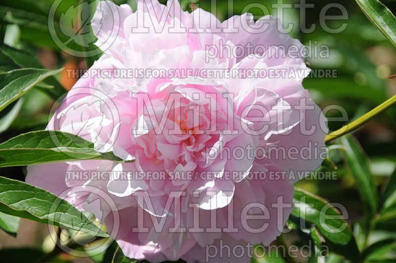 Paeonia Dinner Plate (Peony)  1