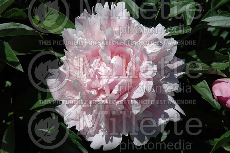 Paeonia Dinner Plate (Peony)  2