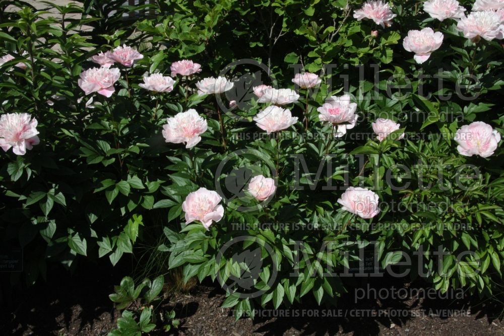 Paeonia Do Tell (Peony) 1 