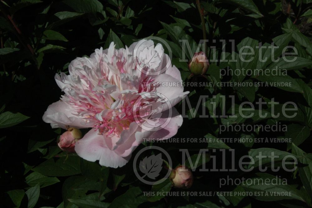 Paeonia Do Tell (Peony) 8 