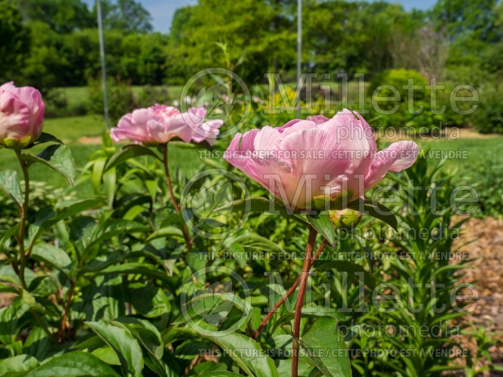 Paeonia Do Tell (Peony) 10 