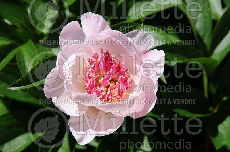 Paeonia Do Tell (Peony) 9 