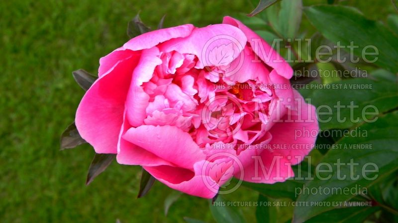 Paeonia Dr. Alexander Fleming (Peony) 1 