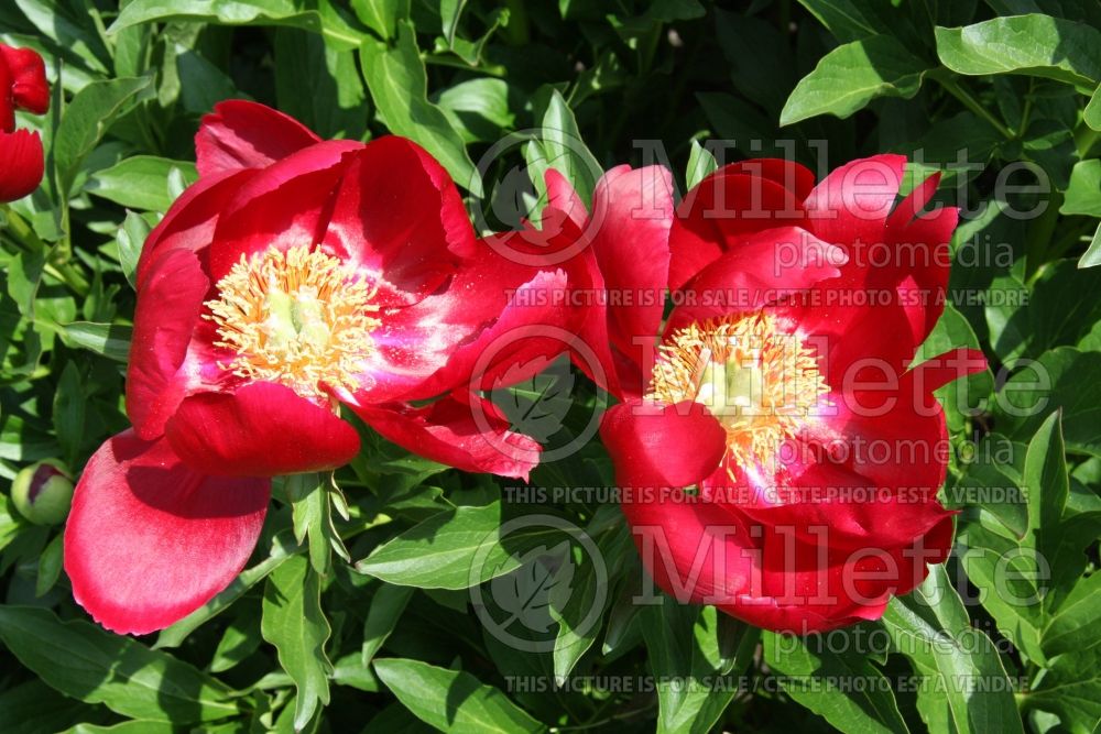 Paeonia Ellen Cowley (Peony) 1  