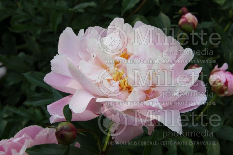 Paeonia Eugenie Verdier (Peony) 1 