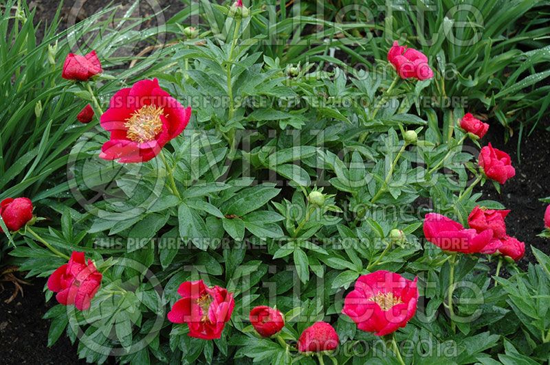 Paeonia Fairy Princess (Peony) 1