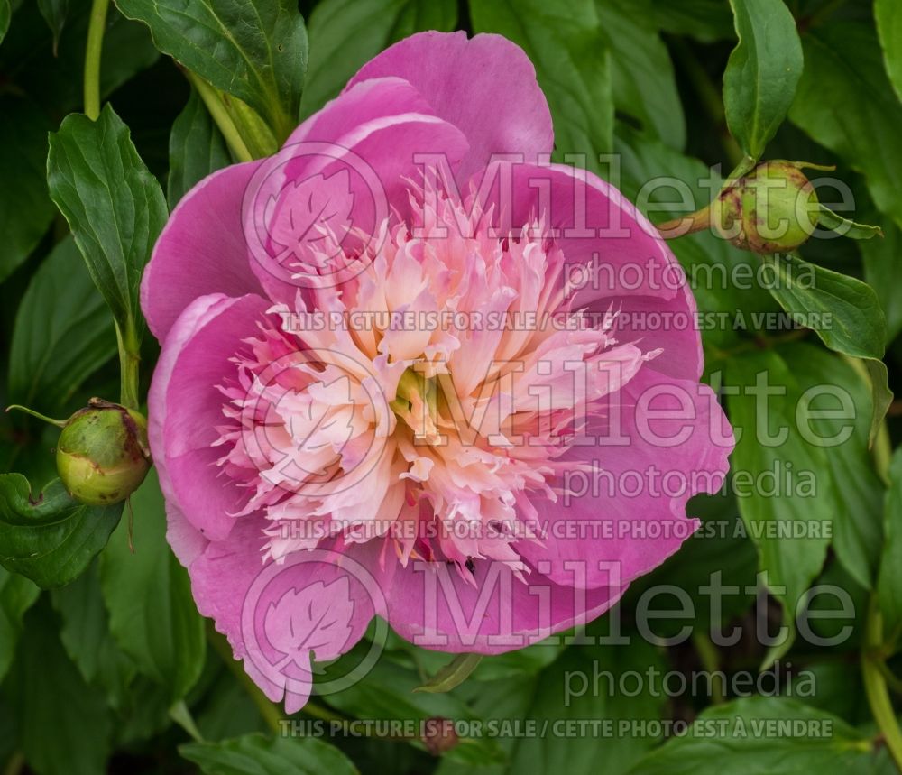 Paeonia Fancy Nancy (Peony) 2