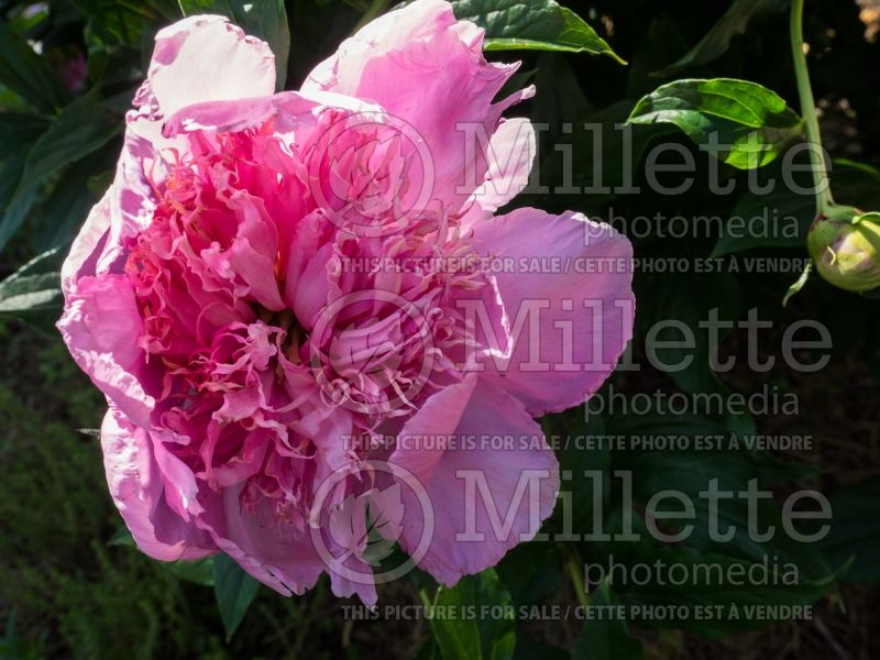 Paeonia Fancy Nancy (Peony) 1