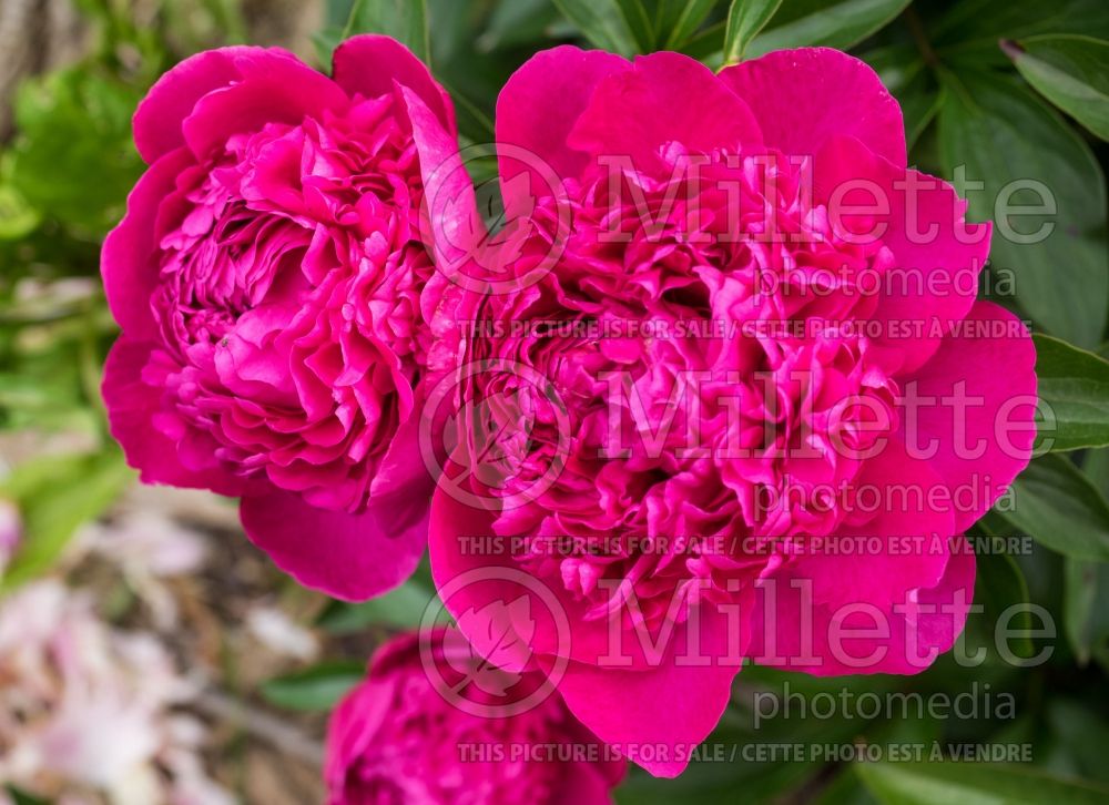 Paeonia Felix Crousse (Peony - pivoine) 4 