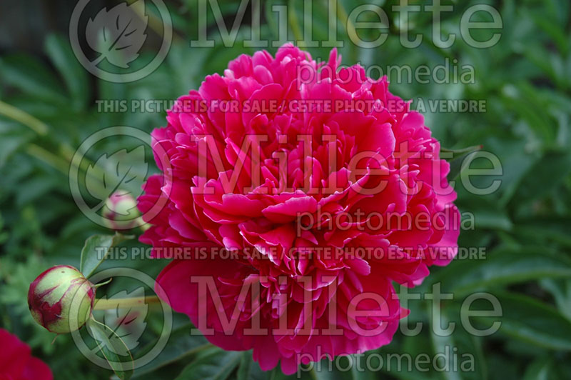 Paeonia Felix Crousse (Peony - pivoine) 1 