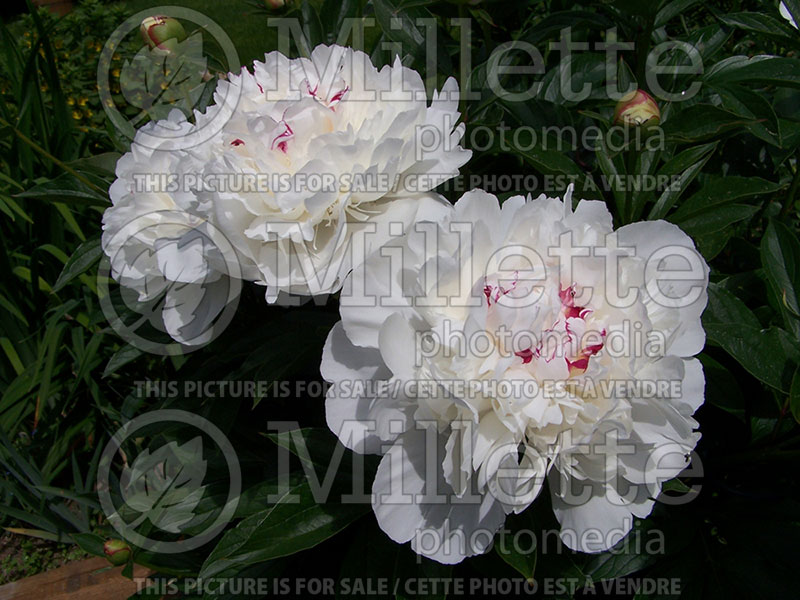 Paeonia Festiva Maxima (Peony) 1 