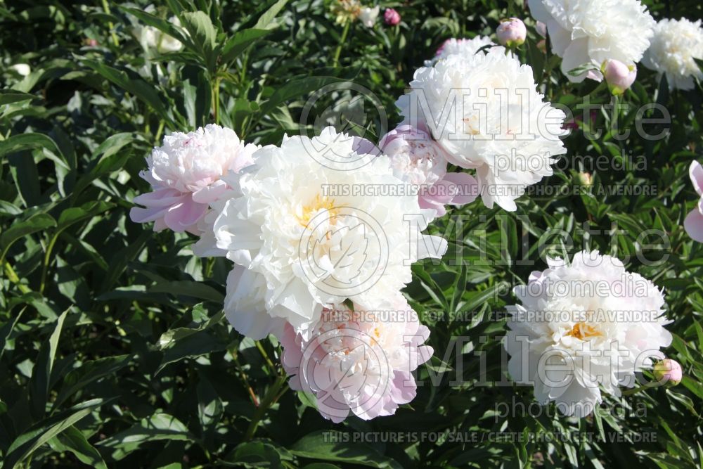 Paeonia Festiva Maxima (Peony) 3 