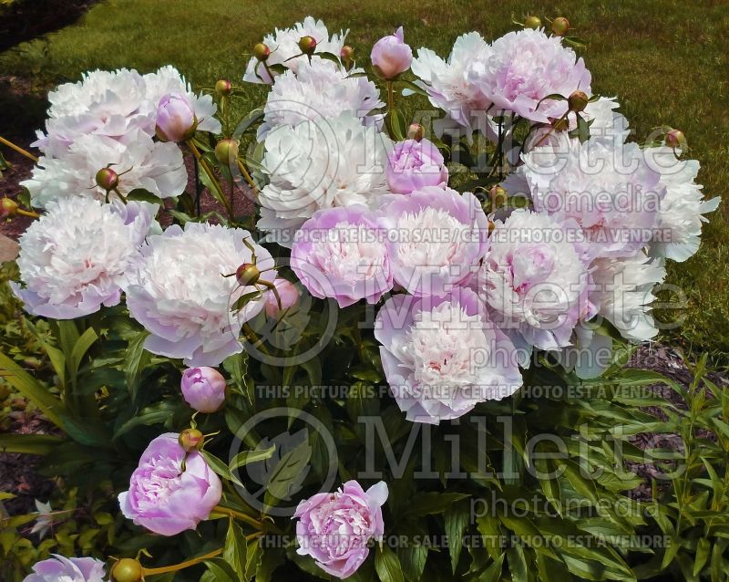 Paeonia Festiva Maxima (Peony) 2 