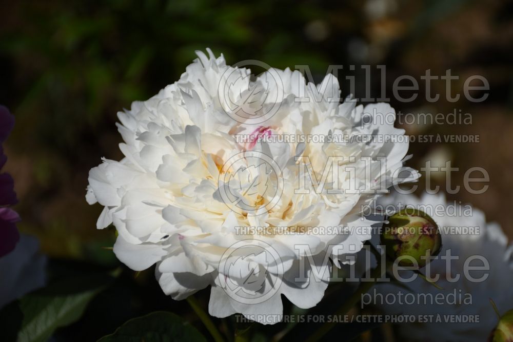 Paeonia Festiva Powder Puff (Peony) 1 