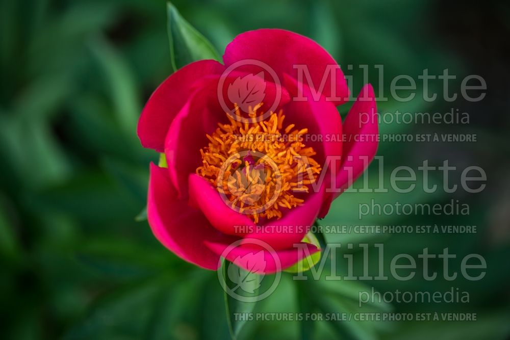 Paeonia Flame (Peony) 6 