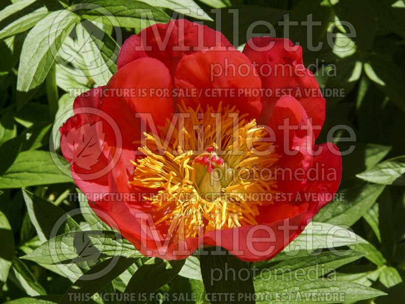 Paeonia Flame (Peony) 1 