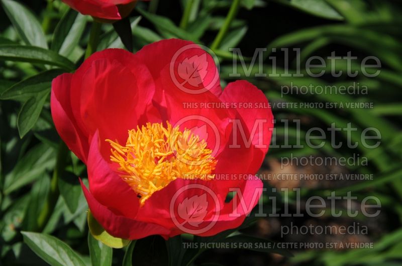 Paeonia Flame (Peony) 7 