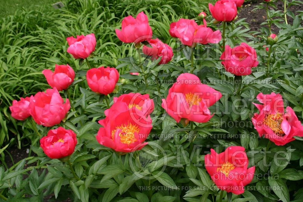 Paeonia Flame (Peony) 5 