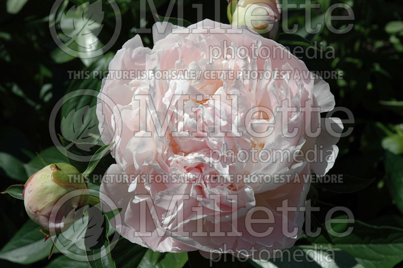 Paeonia Florence Nicholls (Peony) 1 